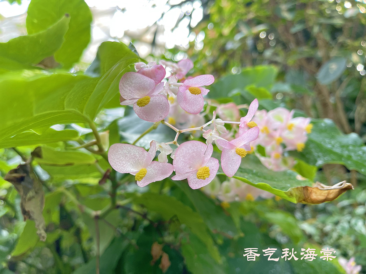 香气.jpg
