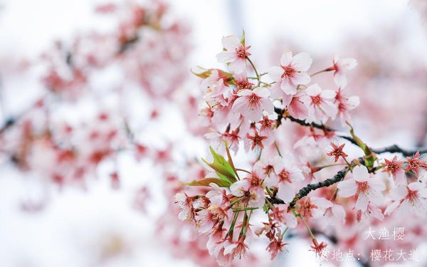 1_大渔樱.jpg