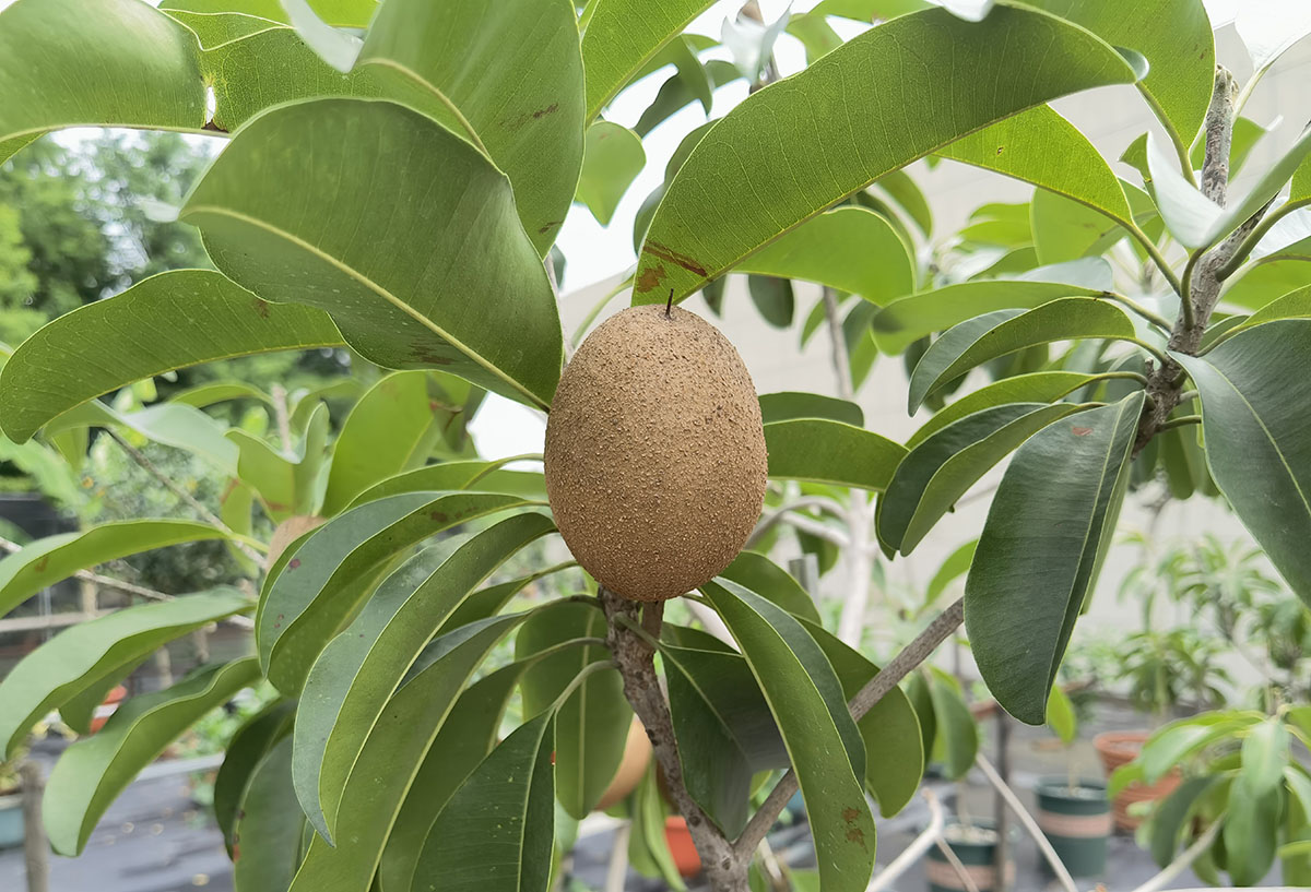 酷似獼猴桃辰山植物園熱帶漿果人心果現花苞