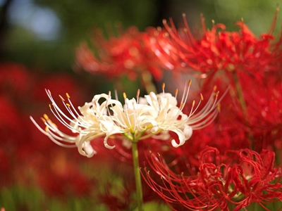 白彼岸花.jpg 白彼岸花.jpg