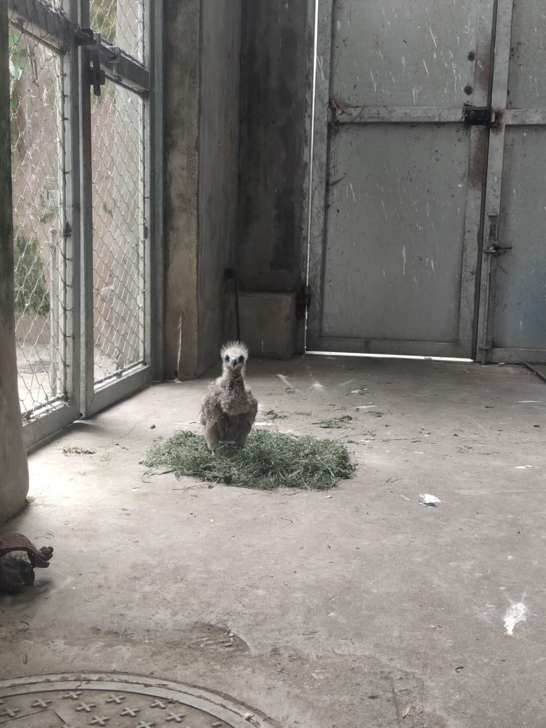 亚成体.jpg
