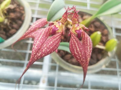 5美花石豆兰--兰科石豆兰属 (3).jpg