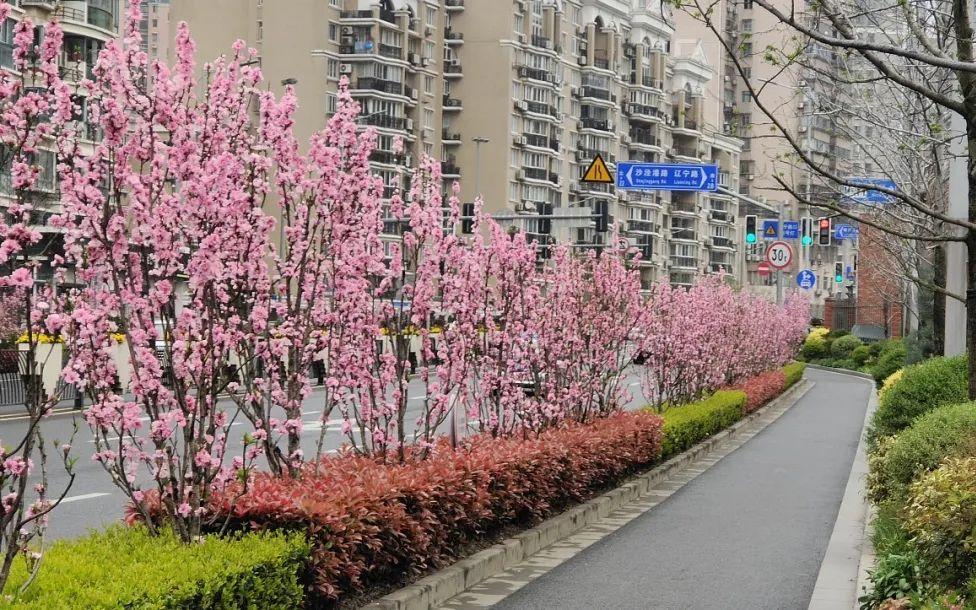 虹口赏花地图②:帚桃_要闻动态_上海市绿化和市容管理局