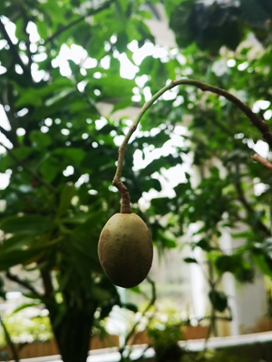 1食用槟榔青--漆树科槟榔青属 (5).jpg
