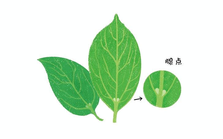 免费领取丨金秋十月一起来上海植物园捕捉自然吧