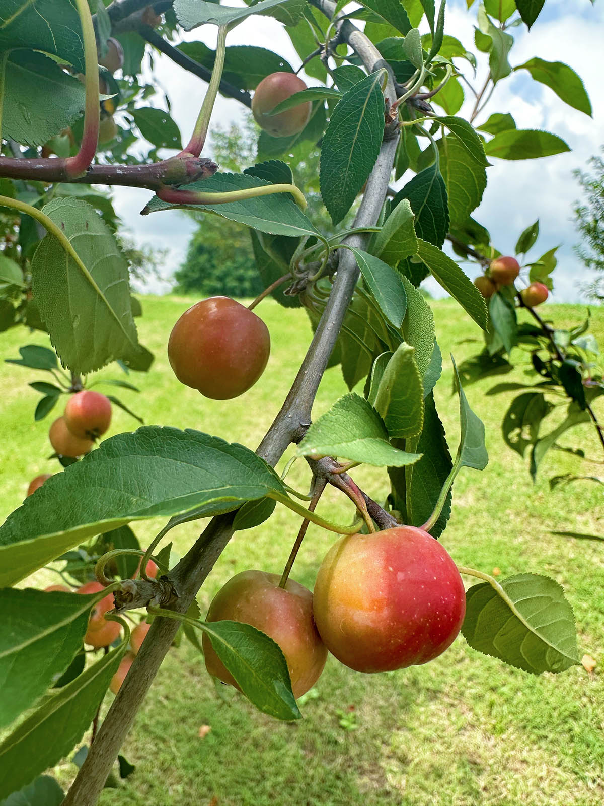 辰山植物园海棠树结满可爱小苹果