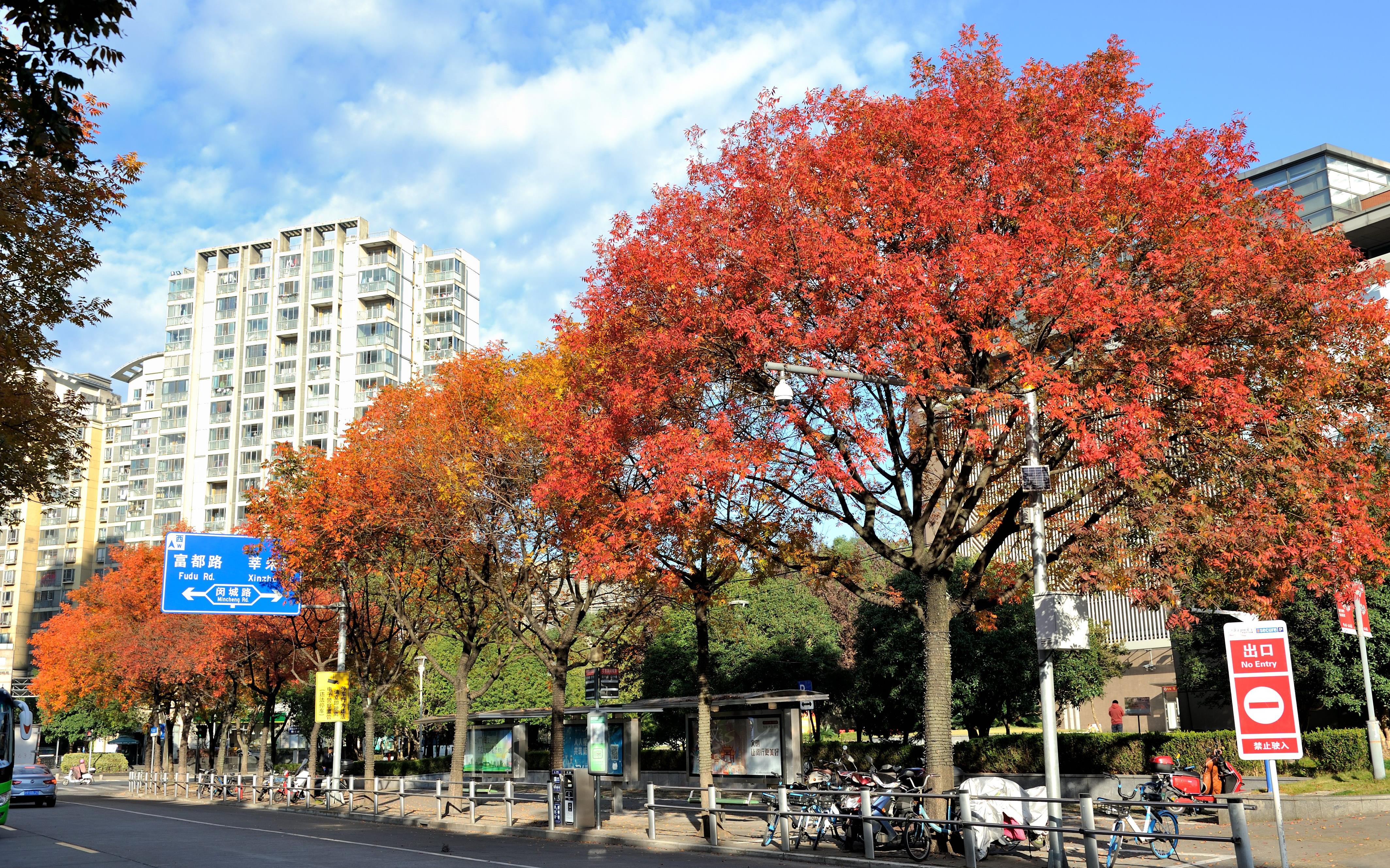 上海秋日色彩画卷徐徐展开绿化指导站开展城市树木科普宣传第二期