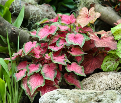 4五彩芋--天南星科五彩芋属 (12).jpg