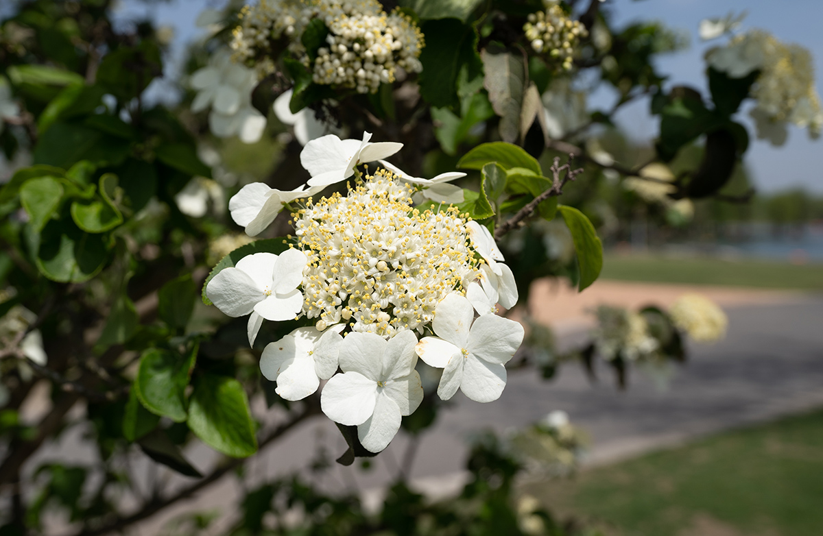 琼花 Viburnum macrocephalum f. keteleeri-01212.jpg