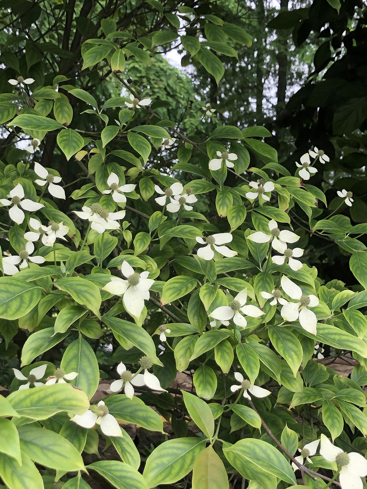 四照花花期图片