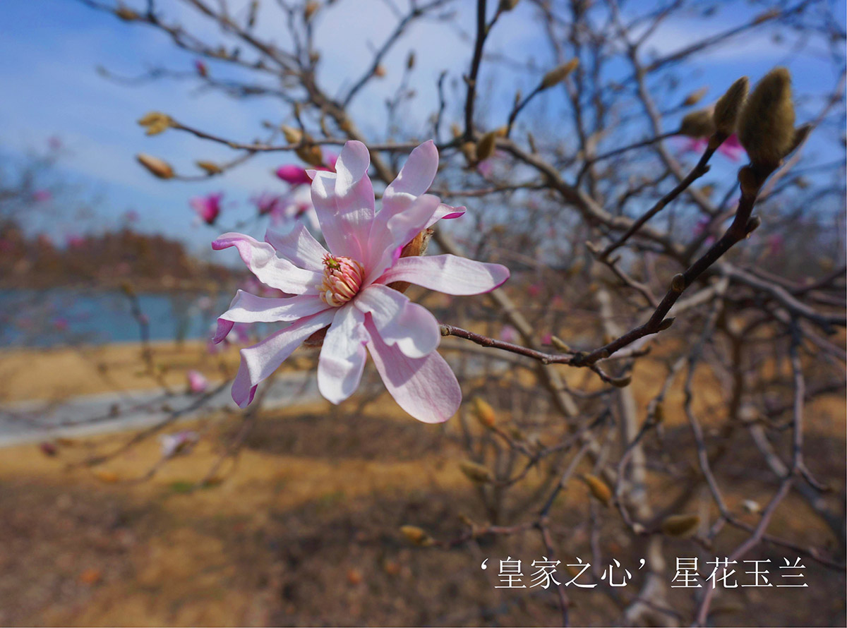 ‘皇家之心’星花玉兰1.jpg