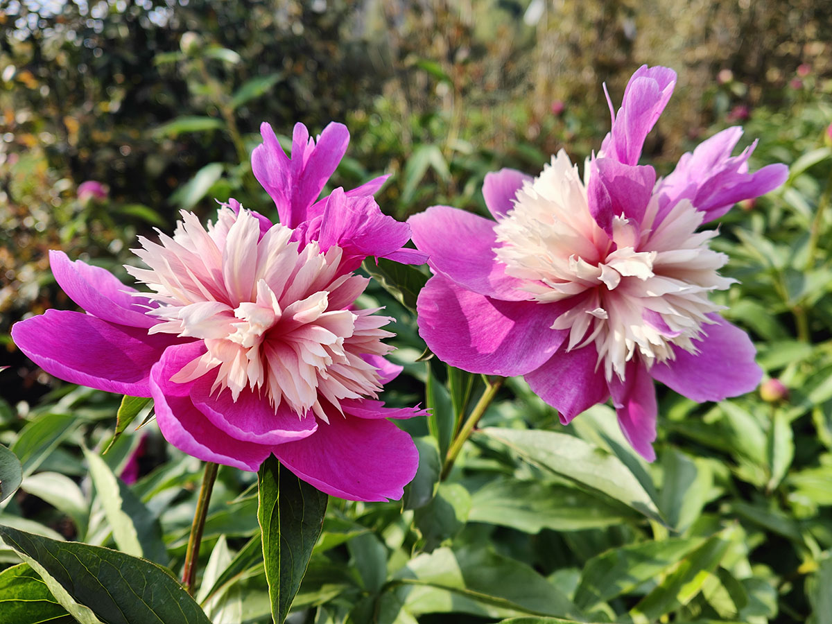 奇花露霜芍药雄蕊、雌蕊瓣化1.jpg