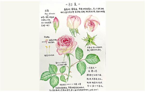 玫瑰花的自然笔记图片