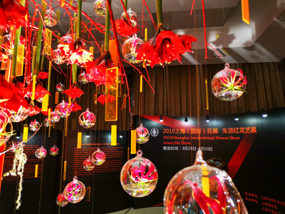 朱顶红室内花艺展1.jpg
