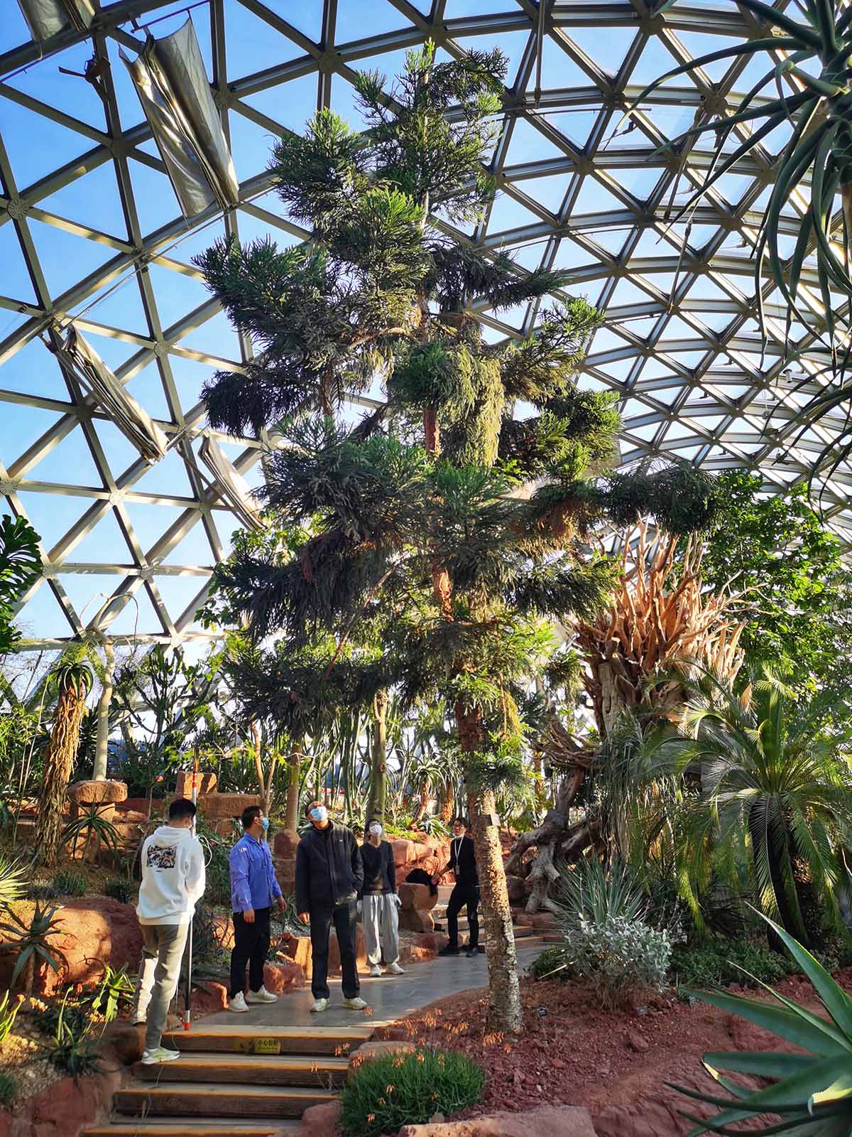 辰山植物园开启温室植物冬日瘦身之旅