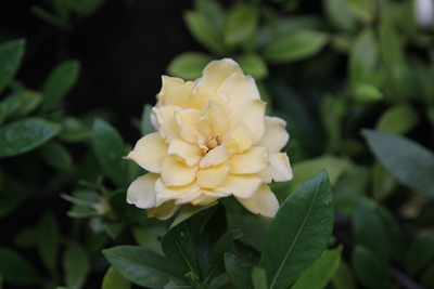 图3 栀子花随着开花时间延长逐渐变黄.jpg