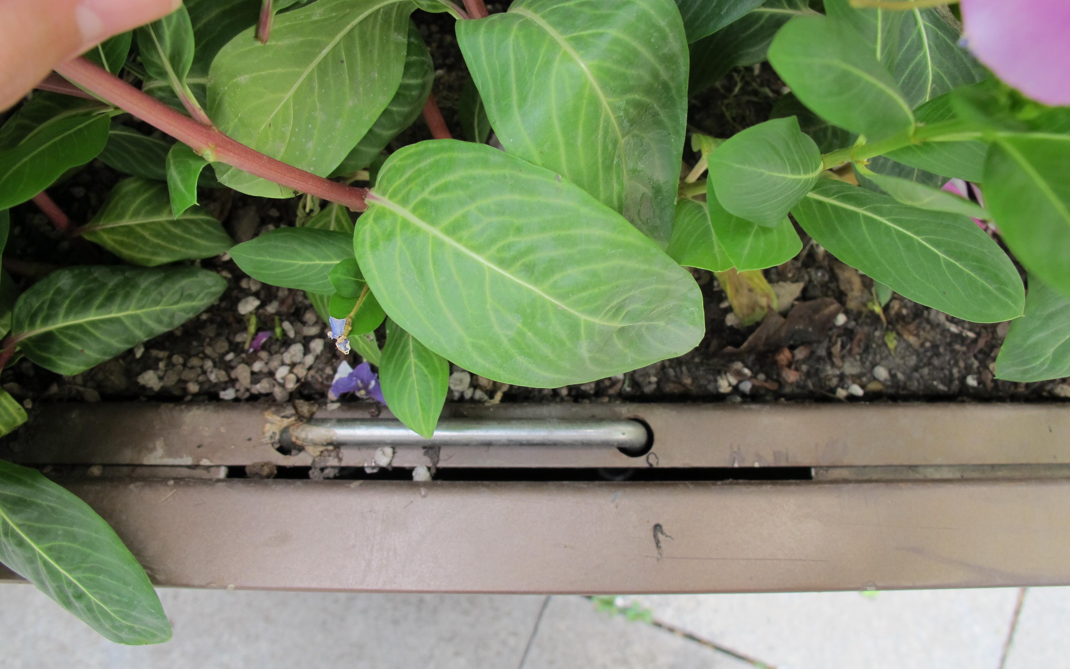 1 世纪大道套盆栽植.JPG