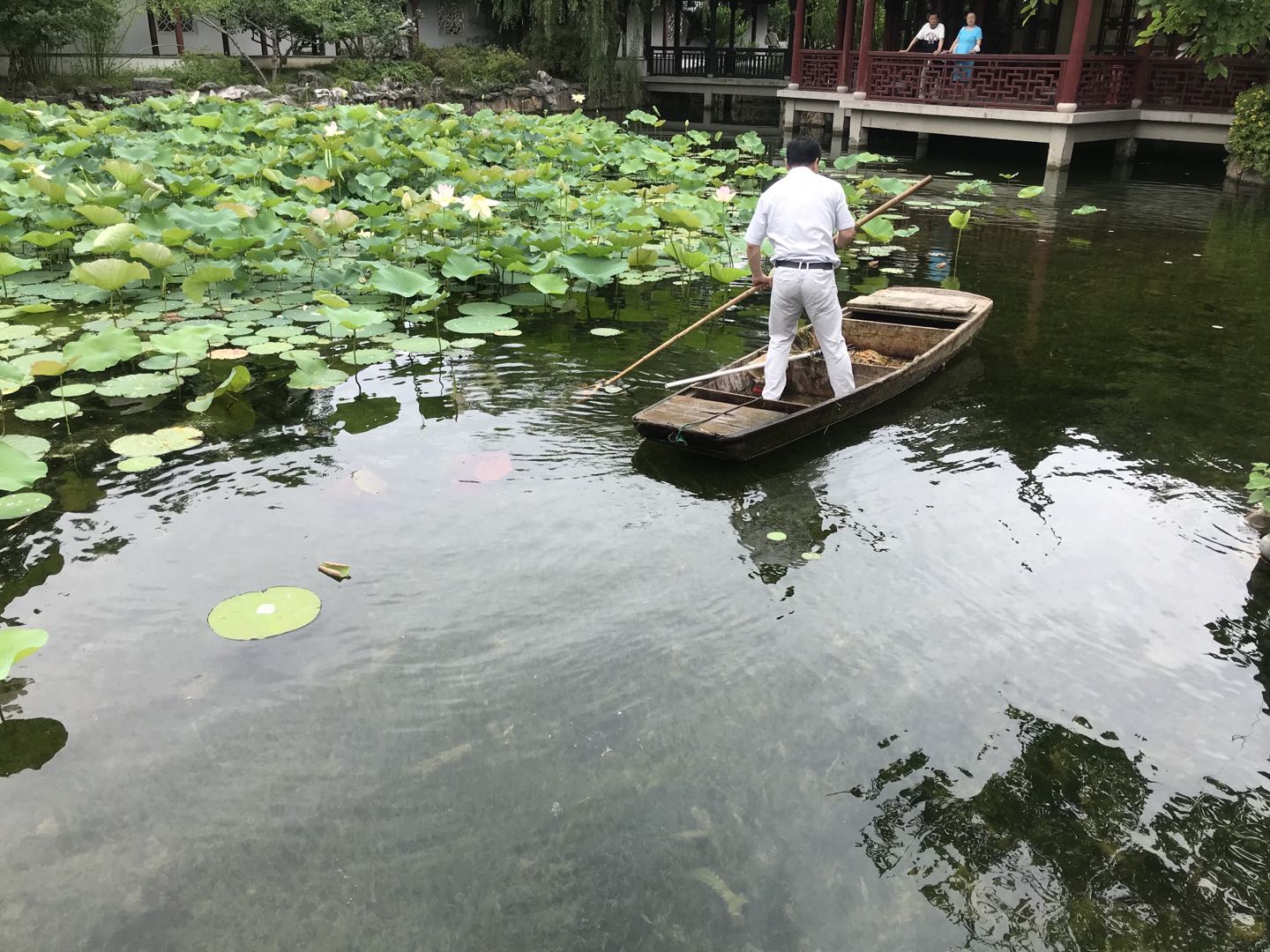 王莲栽植6.101.jpg