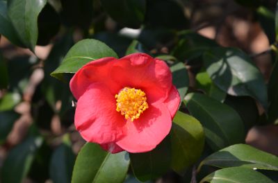 山茶原种.jpg 山茶原种.jpg