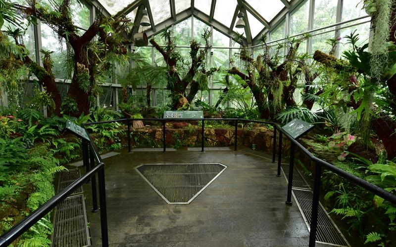 上海植物园展览温室打造热带珍稀濒危植物展区