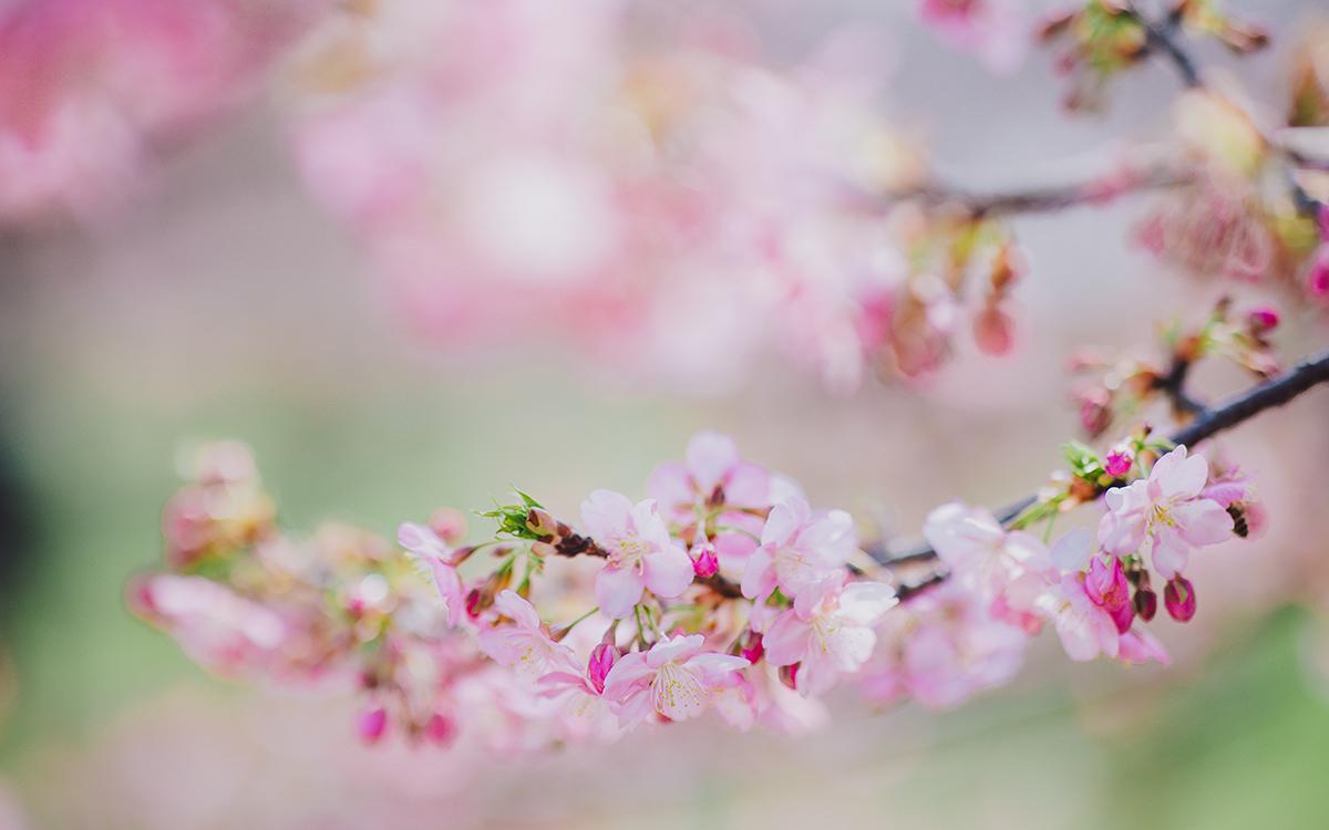 河津樱 (2).jpg 河津樱 (2).jpg