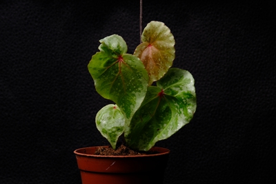 k531_1311_2400+08.jpg