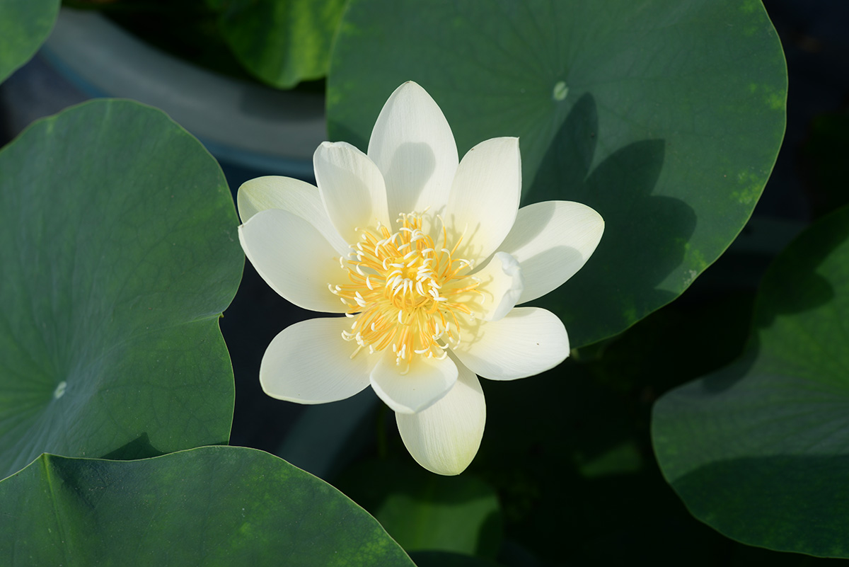 ‘冰心’-DSC_3533.jpg