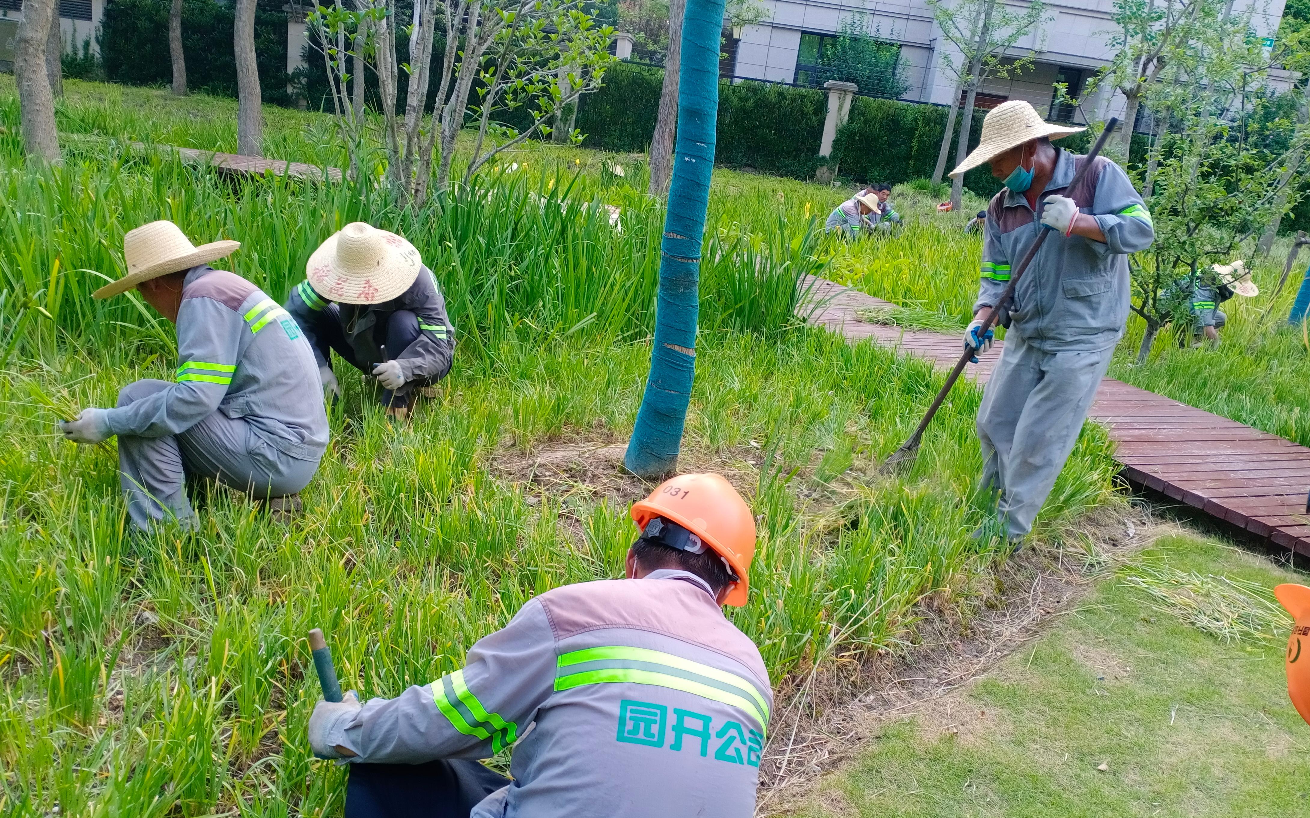 普陀园林工人坚守抗旱第一线 勇战高温精心护绿