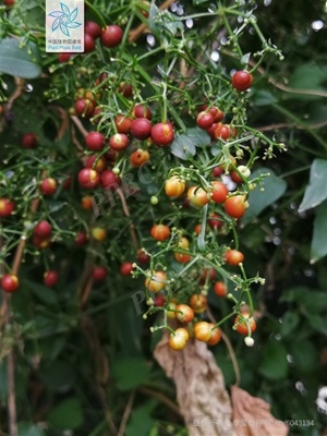 茜草3.jpg