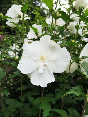 白雪纺H. ‘white Chiffon