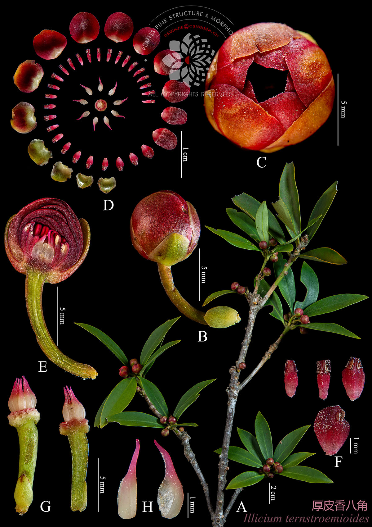 红 Illicium ternstroemioides 厚皮香八角.jpg