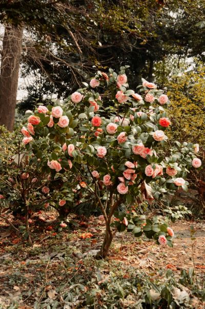 天龙八部中提到的十八学士.jpg 天龙八部中提到的十八学士.jpg