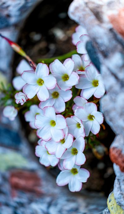 8双色冰淇淋酢浆草  (6).jpg