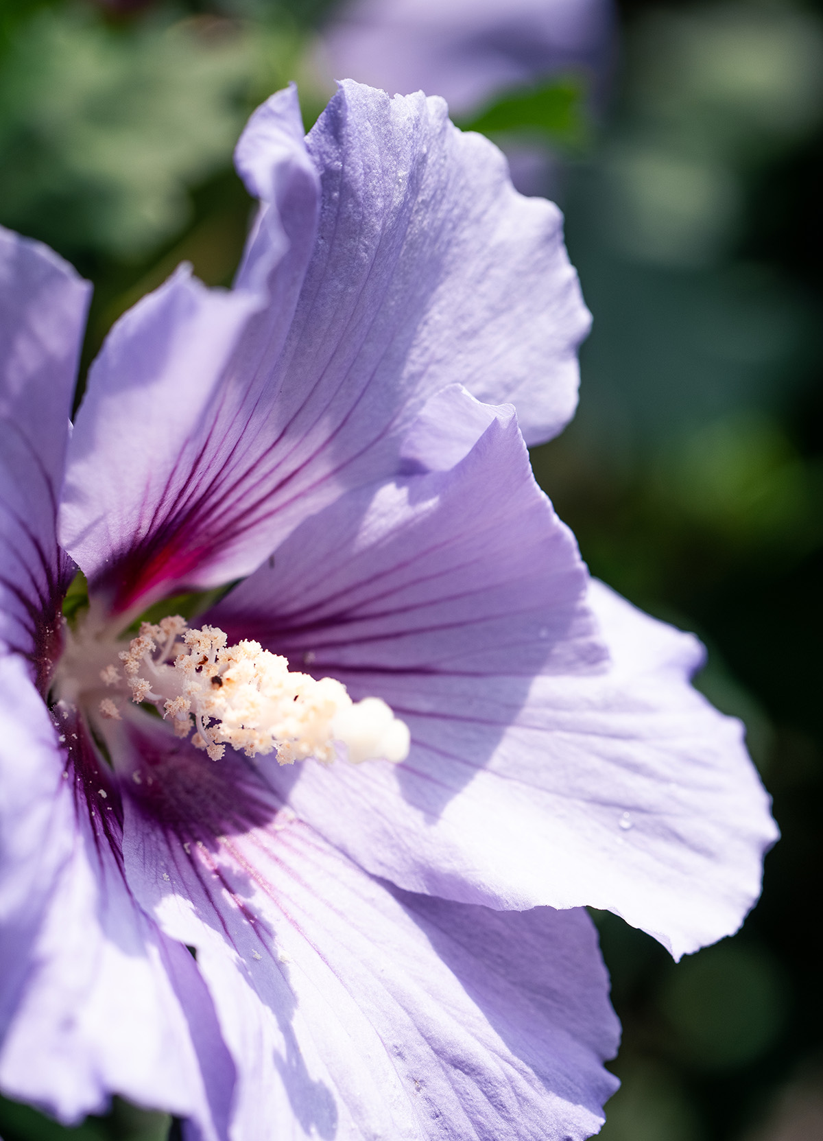 浪漫夏日梦幻花季辰山植物园蓝紫色系花花上线