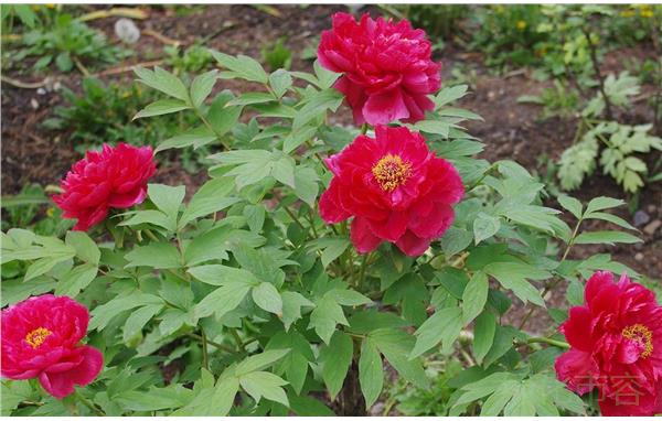 清明赏花正当时 辰山植物园牡丹品种次第盛放迎客来