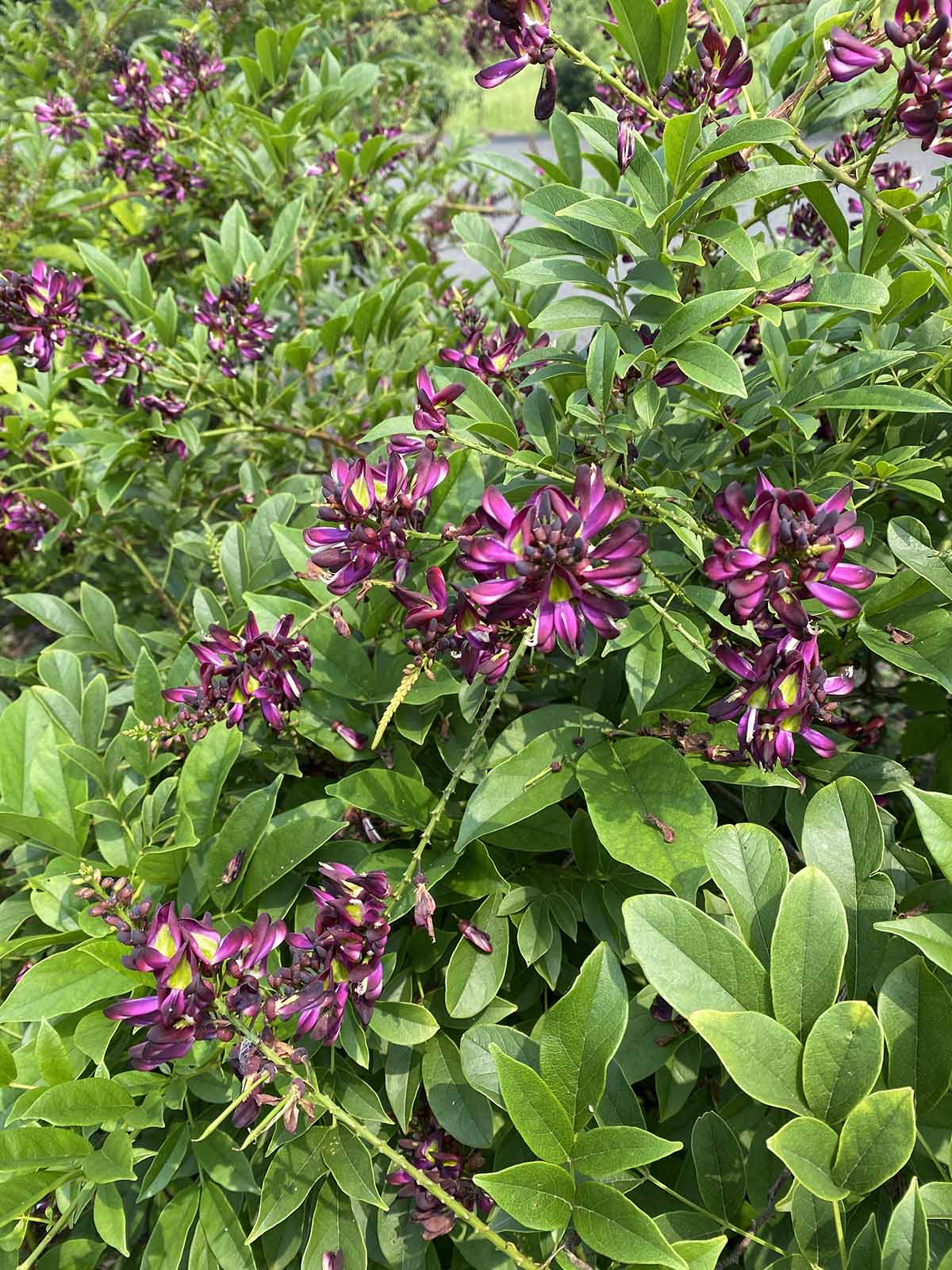 盛夏紫红风情辰山植物园网络鸡血藤美艳绝伦