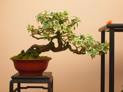 图2 银边扶芳藤盆景.jpg