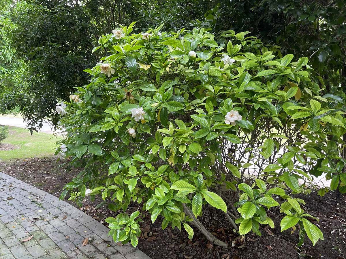 栀子花 (4).jpg