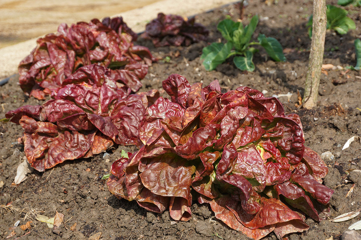 春雨润万物苏辰山植物园生菜抢鲜登场