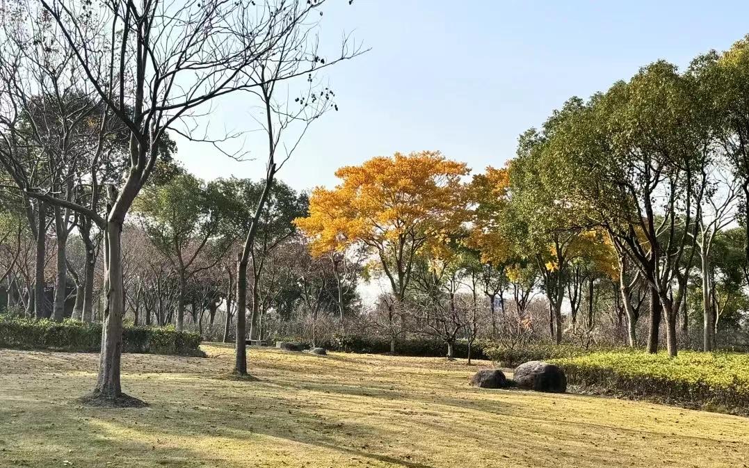把栾树“兜”进“口袋”,位于淀山湖大道的这个栾树主题公园,你来过吗?_要闻动态_上海市绿化和市容管理局