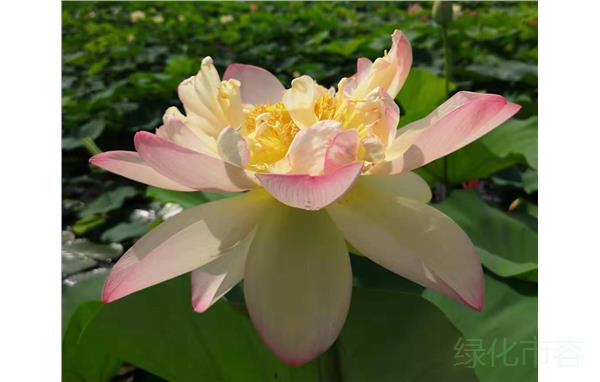 古猗园特色品种荷花展现荷花别样美