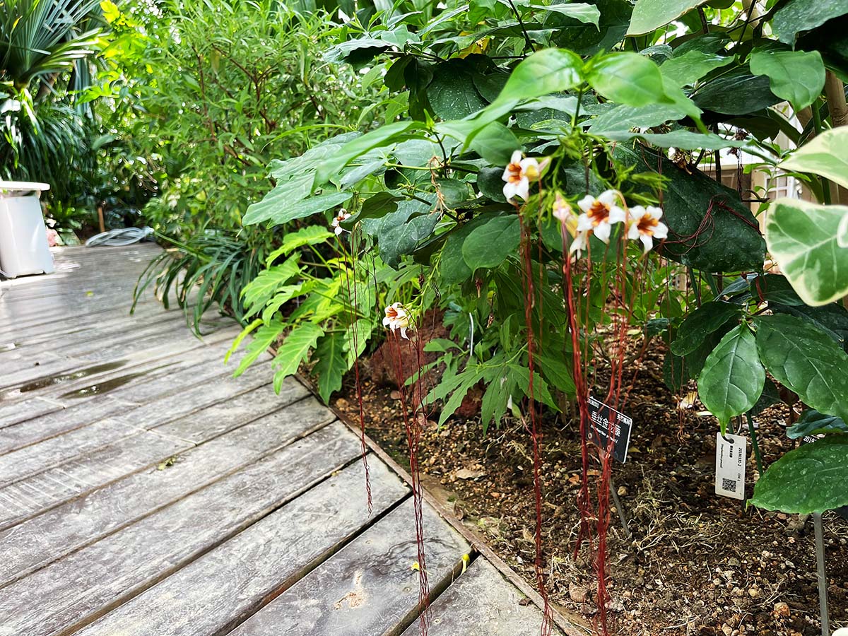 垂丝金龙藤 (2).jpg 垂丝金龙藤 (2).jpg