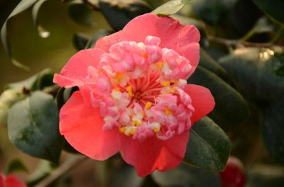 托桂型.jpg 托桂型.jpg