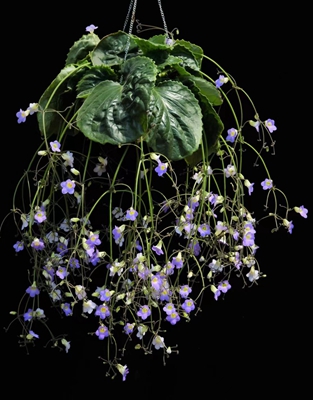 钟冠报春苣苔--苦苣苔科报春苣苔属 (4).jpg