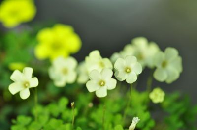 38-1奶白蝴蝶叶酢浆草 (1).jpg