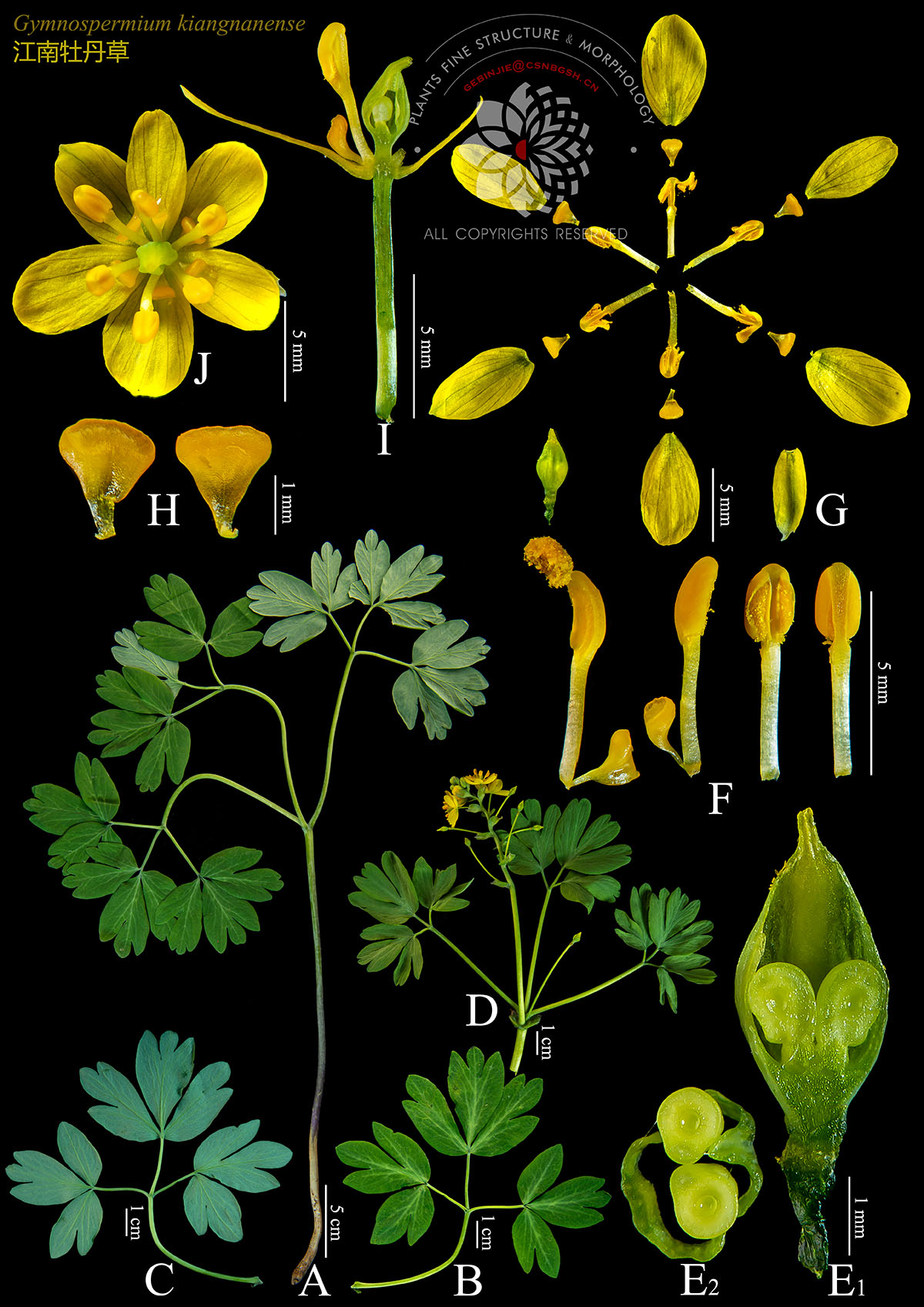 黄 Gymnospermium kiangnanense 江南牡丹草.jpg