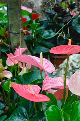 加利福尼亚 (1).jpg