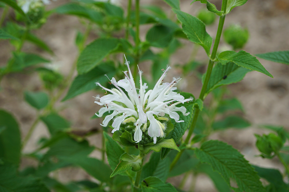 微风轻拂舒爽清凉辰山植物园美国薄荷姐妹齐绽放