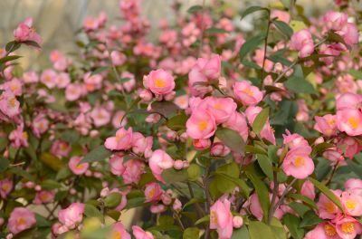 澳大利亚山茶品种串花瀑布.jpg 澳大利亚山茶品种串花瀑布.jpg