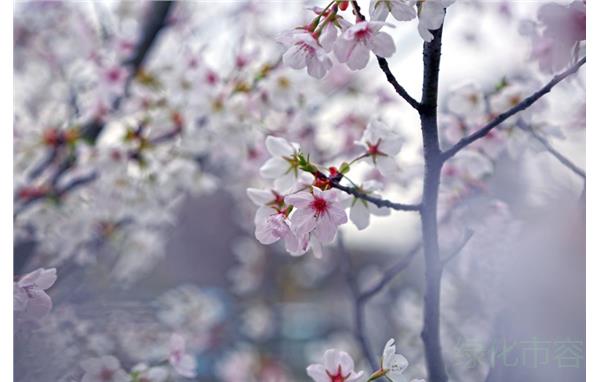 大岛樱2.jpg 大岛樱2.jpg